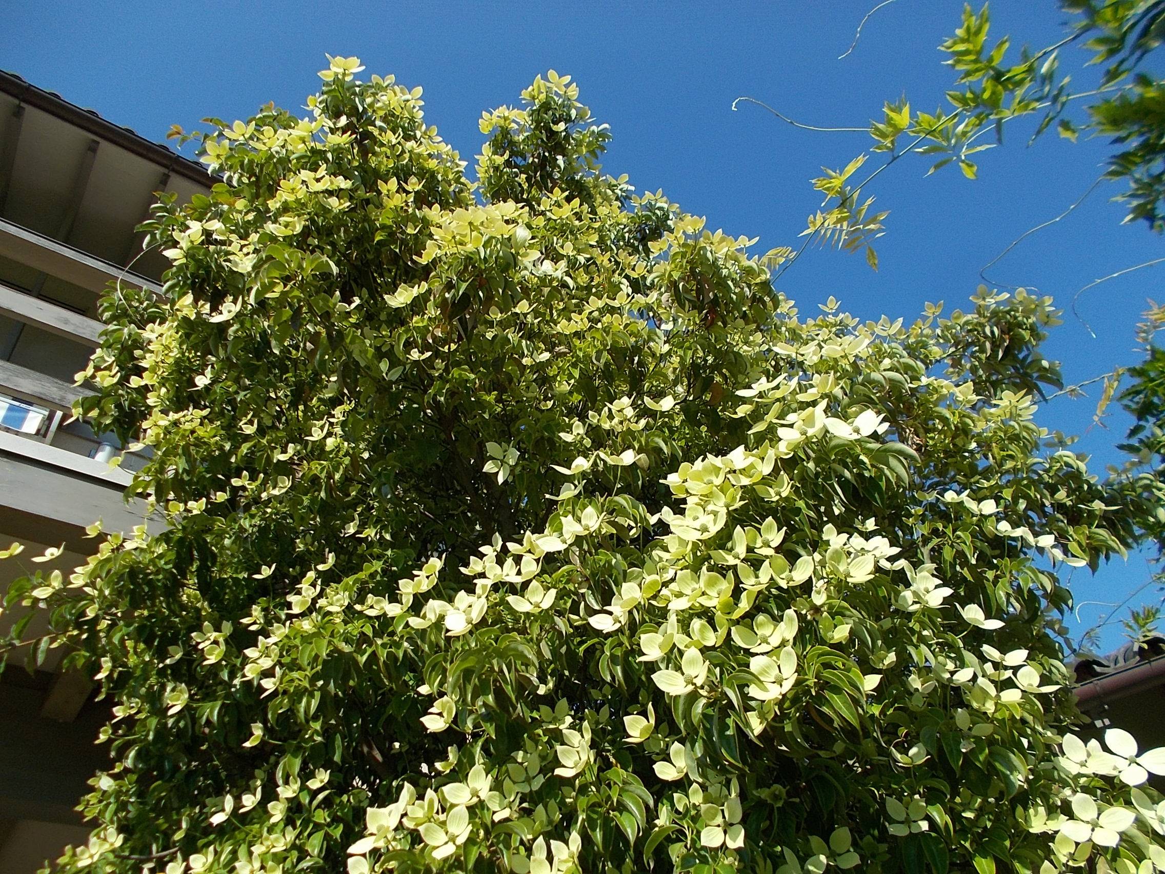 DSCN9995.jpg