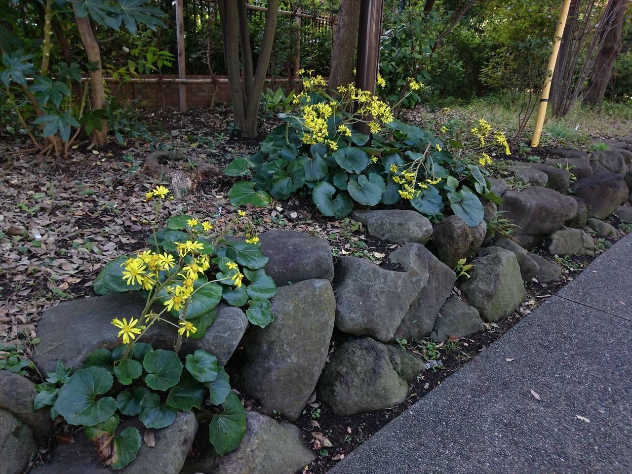 /park/matanobettei/authora8510/DSC_2667_R.jpg