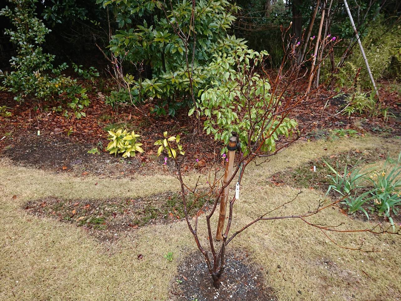 /park/matanobettei/authora8510/DSC_4867_R.jpg