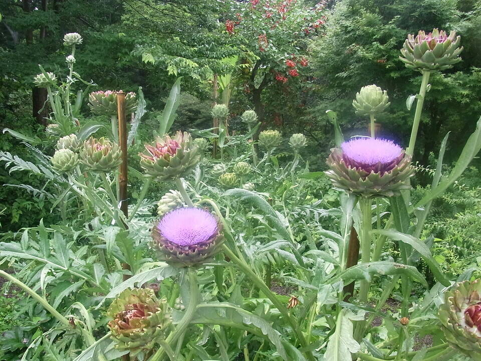 アーティチョク/休憩棟前.jpg