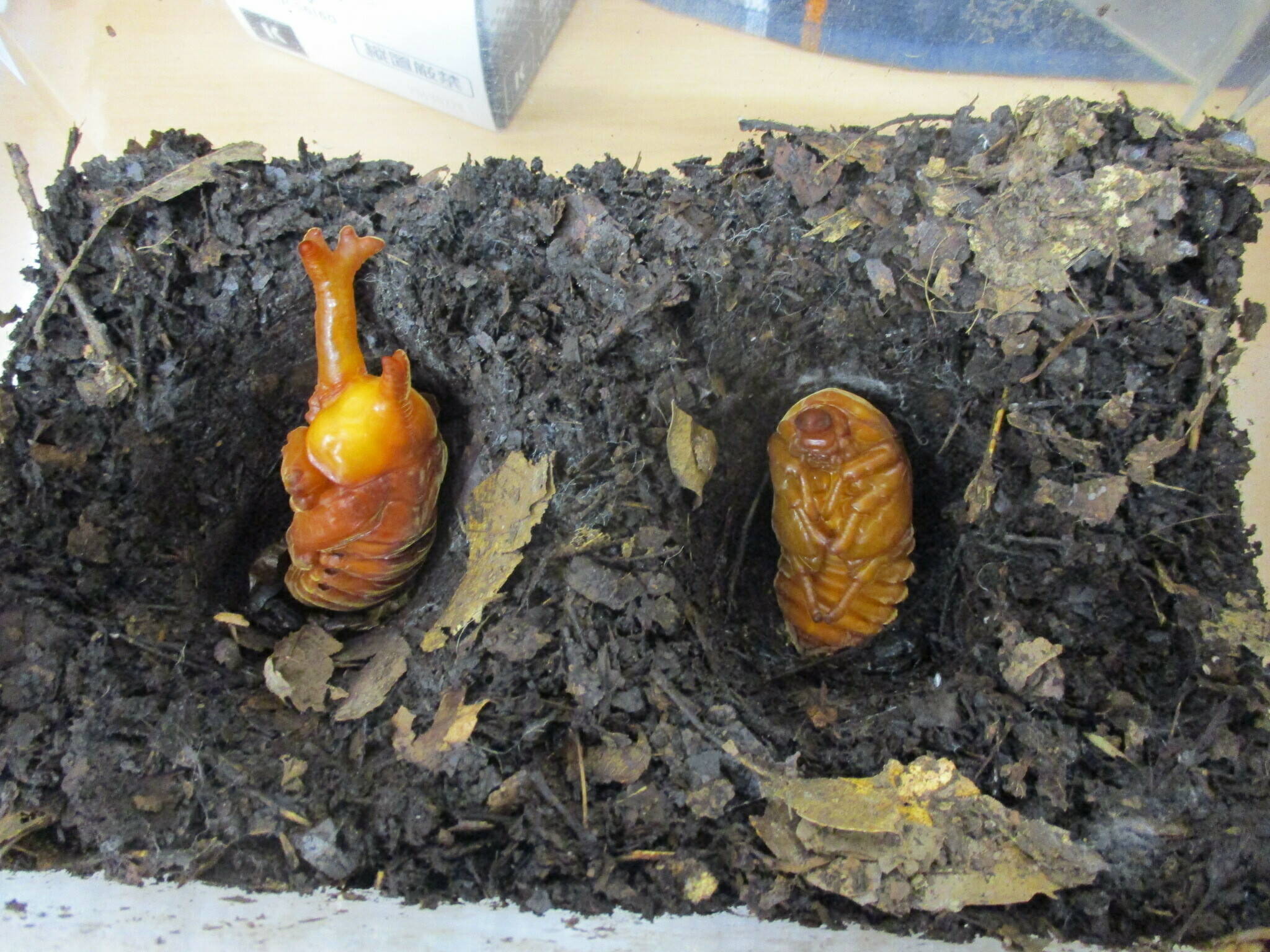 カブトムシ蛹１.jpg