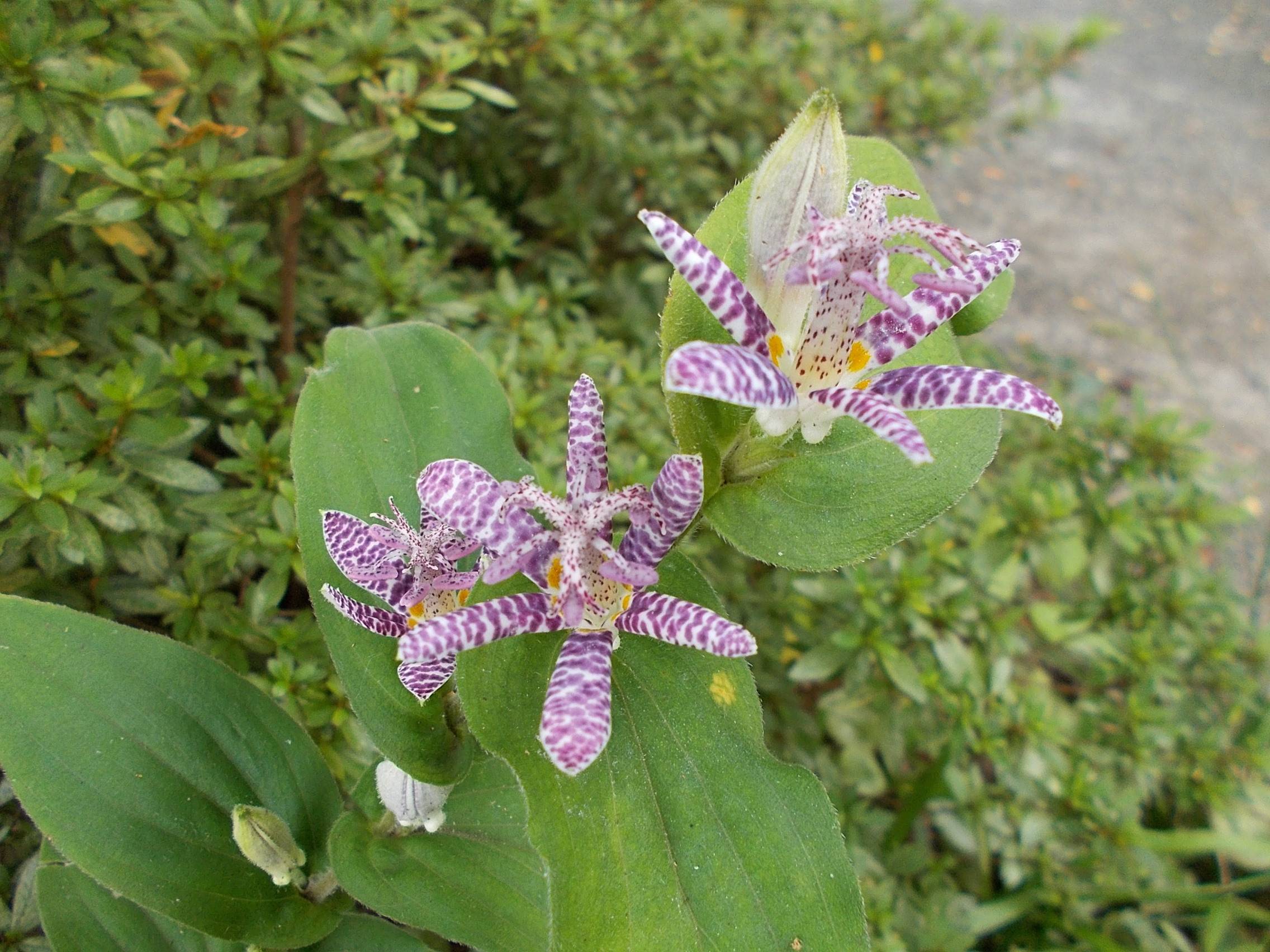 DSCN6936.jpg