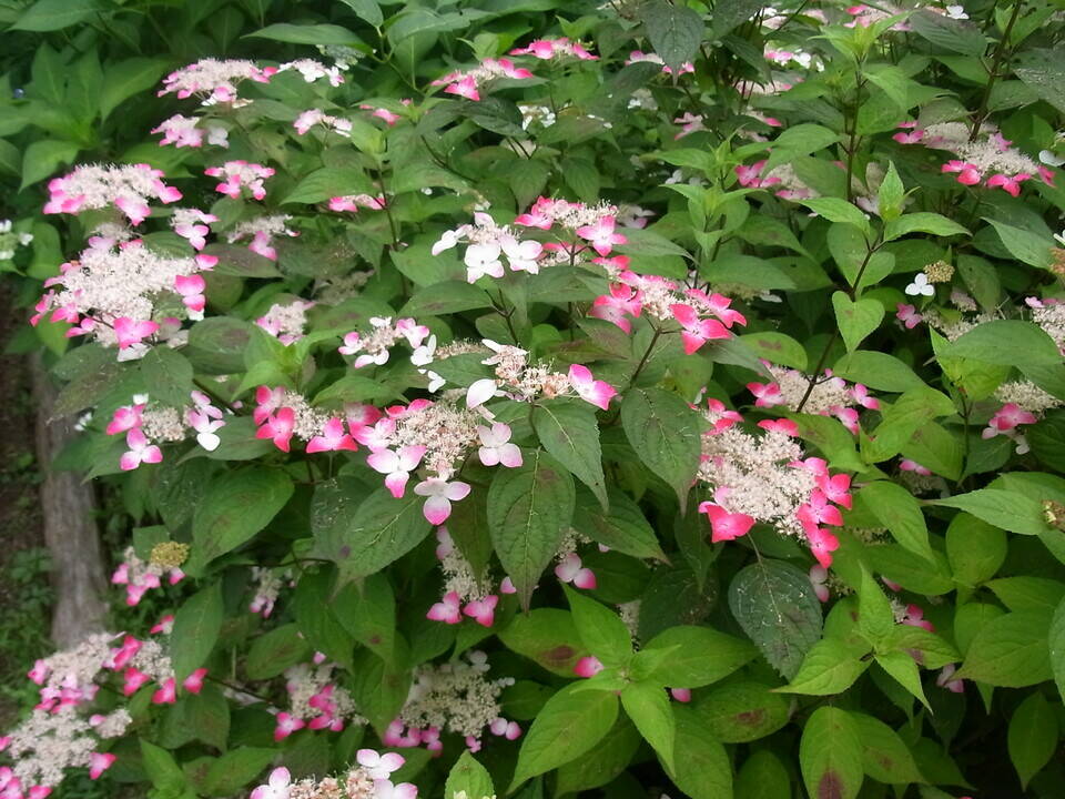 ヤマアジサイ クレナイ／あじさい園.jpg