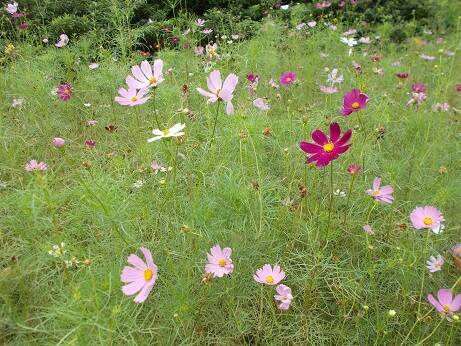 コスモス.jpg