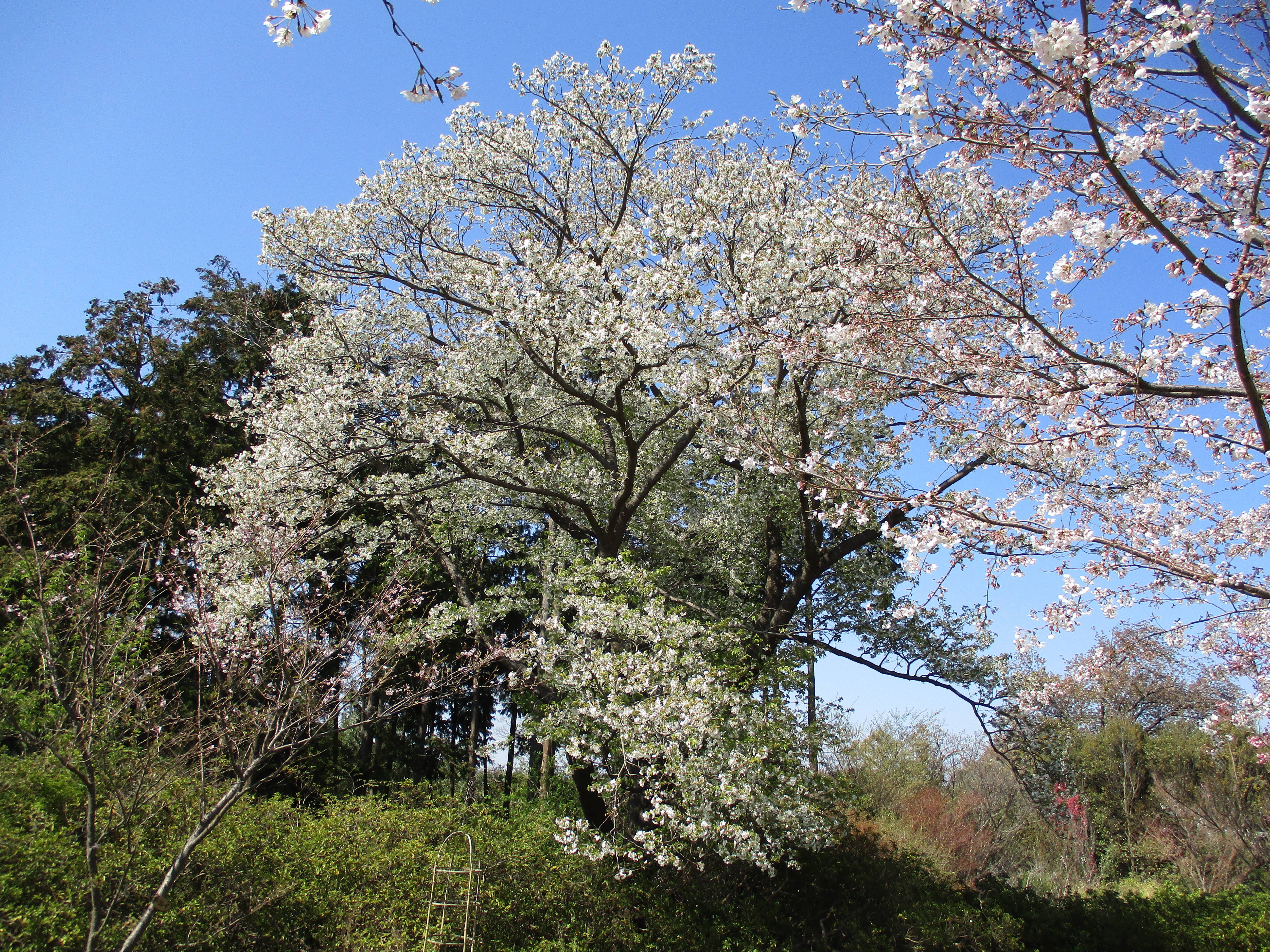 5.憩いの小庭近くのオオシマザクラ.jpg