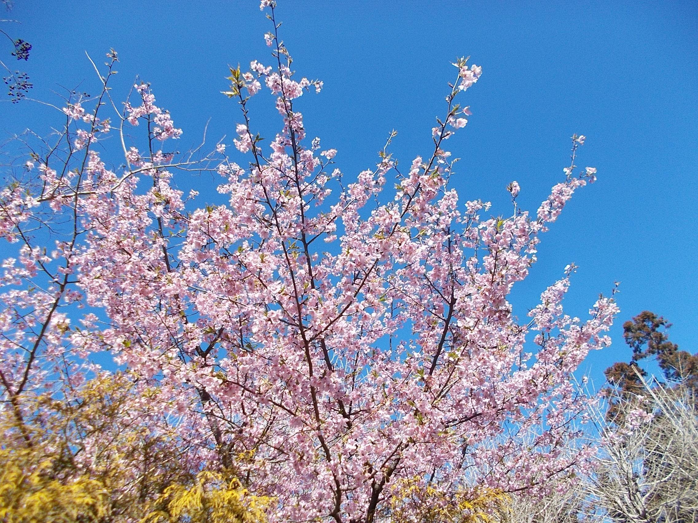 DSCN8594.jpg