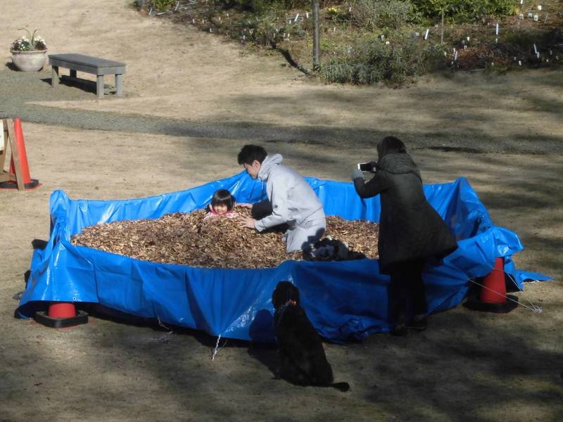 落葉プール2.jpg