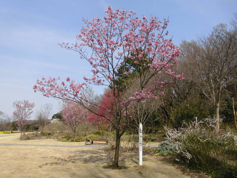 ヨウコウザクラ1.jpg