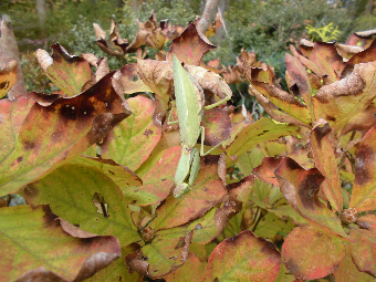ハラビロカマキリ.png
