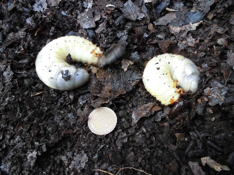 カブトムシ幼虫.png