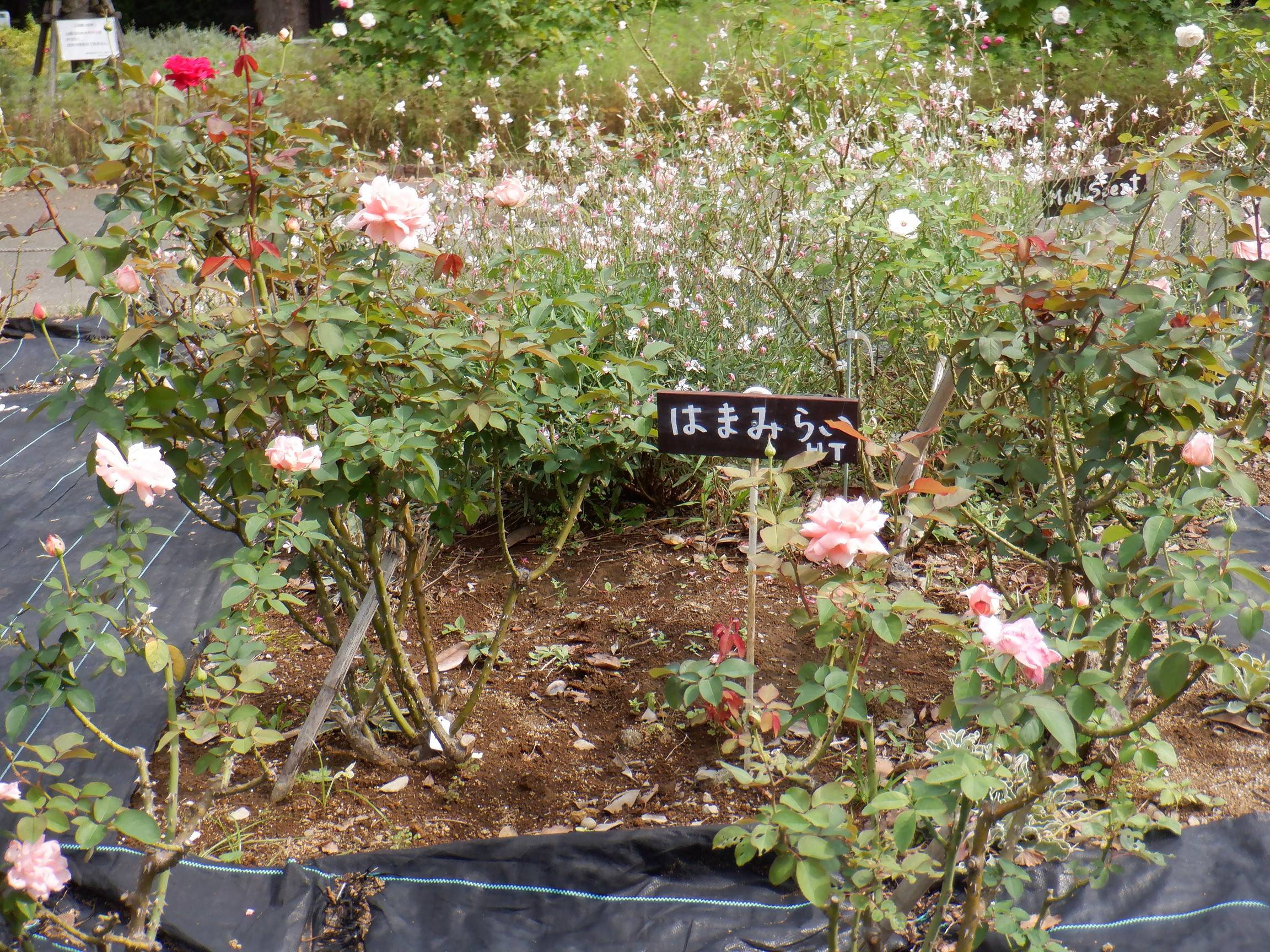 バラ 花壇広場 ブログ 三ツ沢公園公式サイト 公益財団法人 横浜市緑の協会
