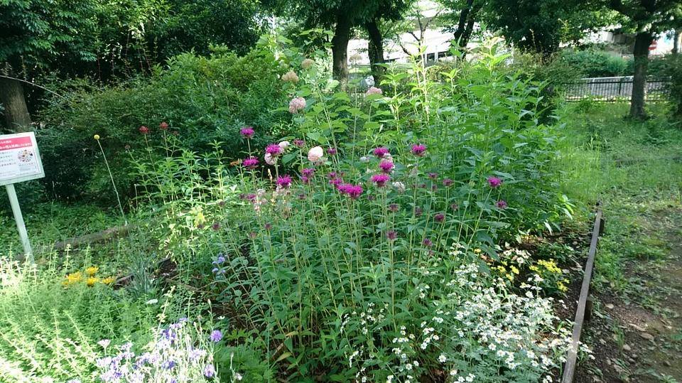 モナルダ自由広場新花壇2.jpg