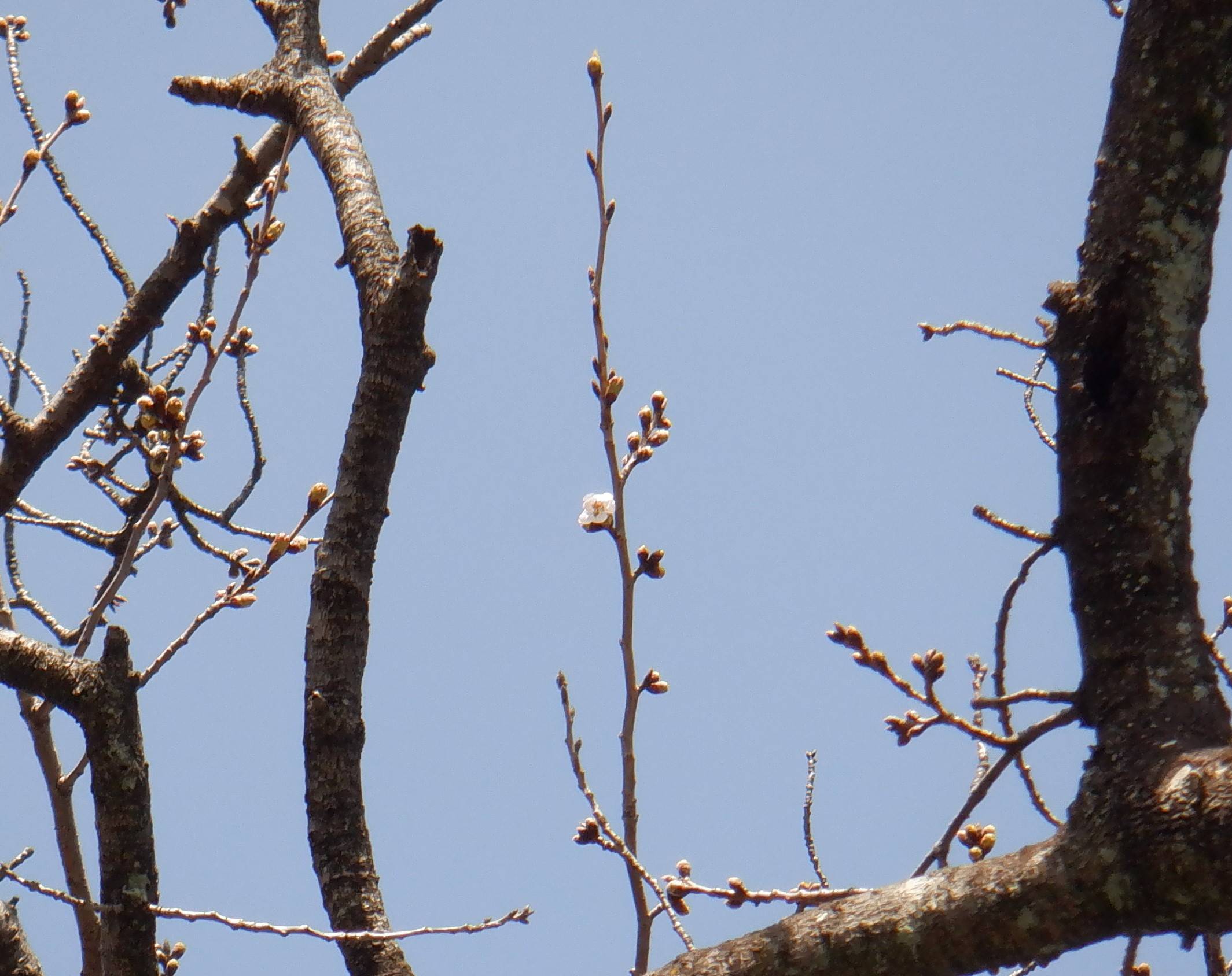 桜開花2アップ.jpg