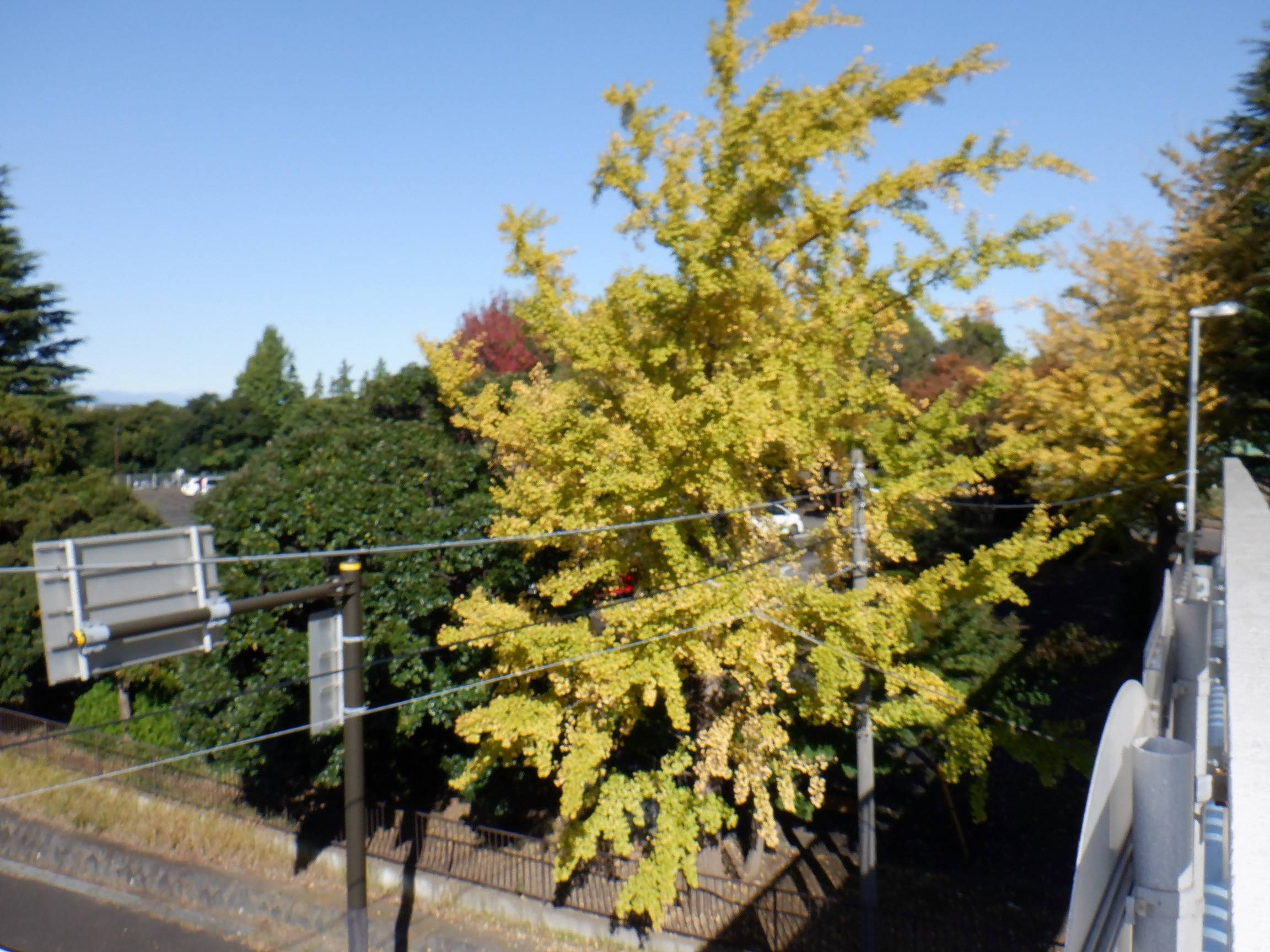 DSCF3541紅葉2.jpg