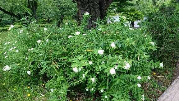 陸上競技場まわり桜山側 白.jpg