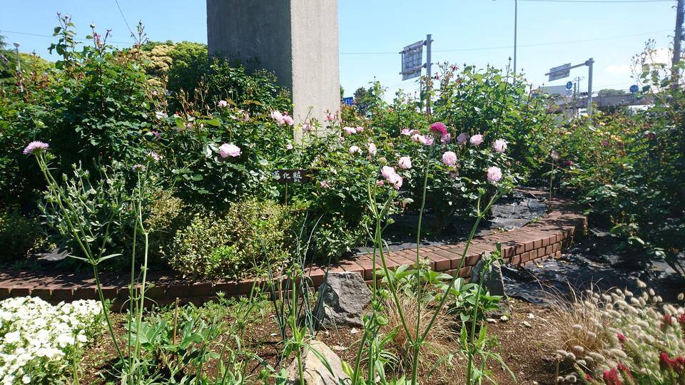 DSC_0336 薄化粧.jpg