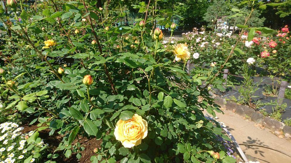 DSC_0352 ゴールデン.jpg