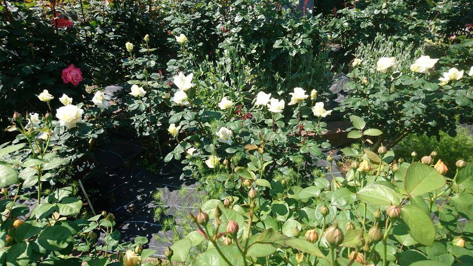 DSC_0345 シルキームーン.jpg