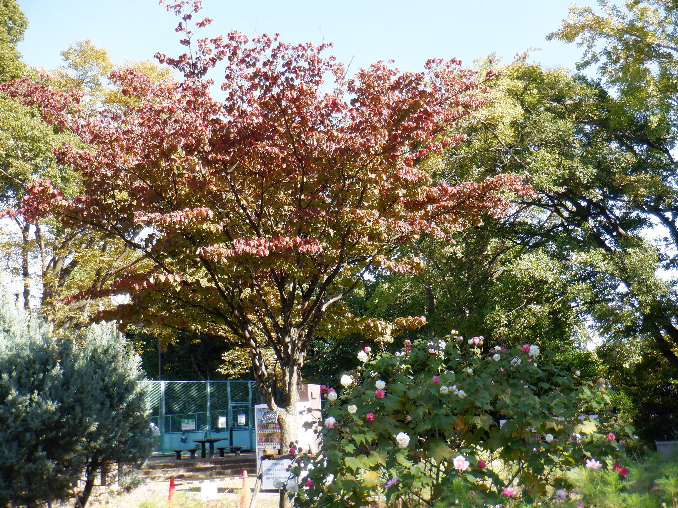 DSCF3542紅葉3.jpg