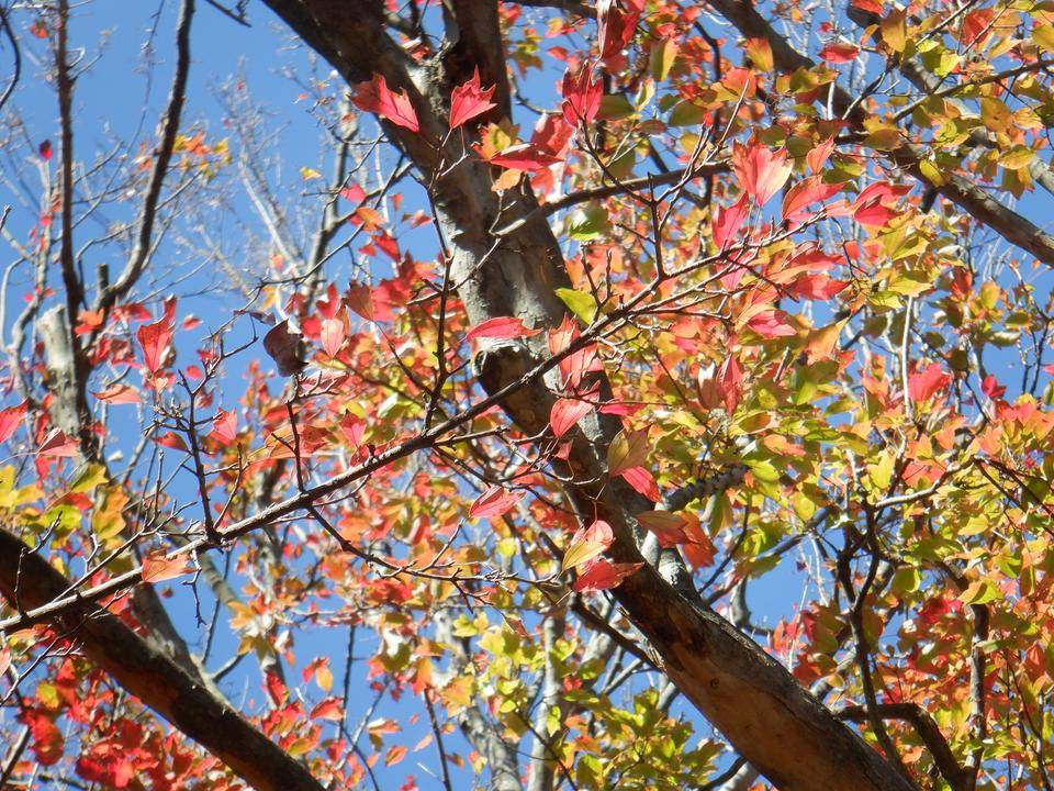 トウカエデ1.jpg