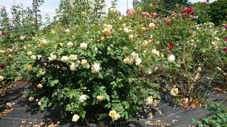 薔薇✕2 バラ苗 鉢植え6寸 感謝祭 2025 アンクレット Anklet 四季咲き