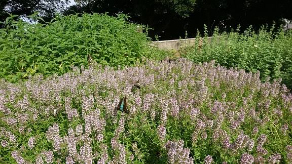 クリーピングタイム→宿根草(蝶が4羽遊びに来てます)2.jpg
