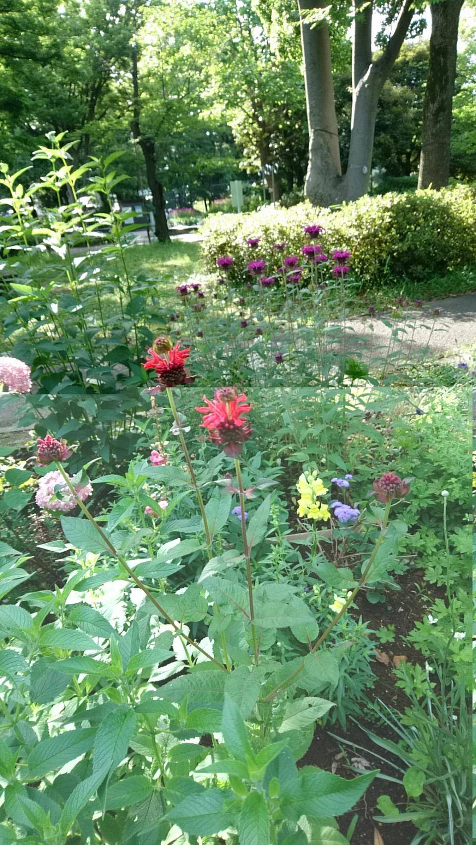 モナルダ自由広場新花壇1.jpg