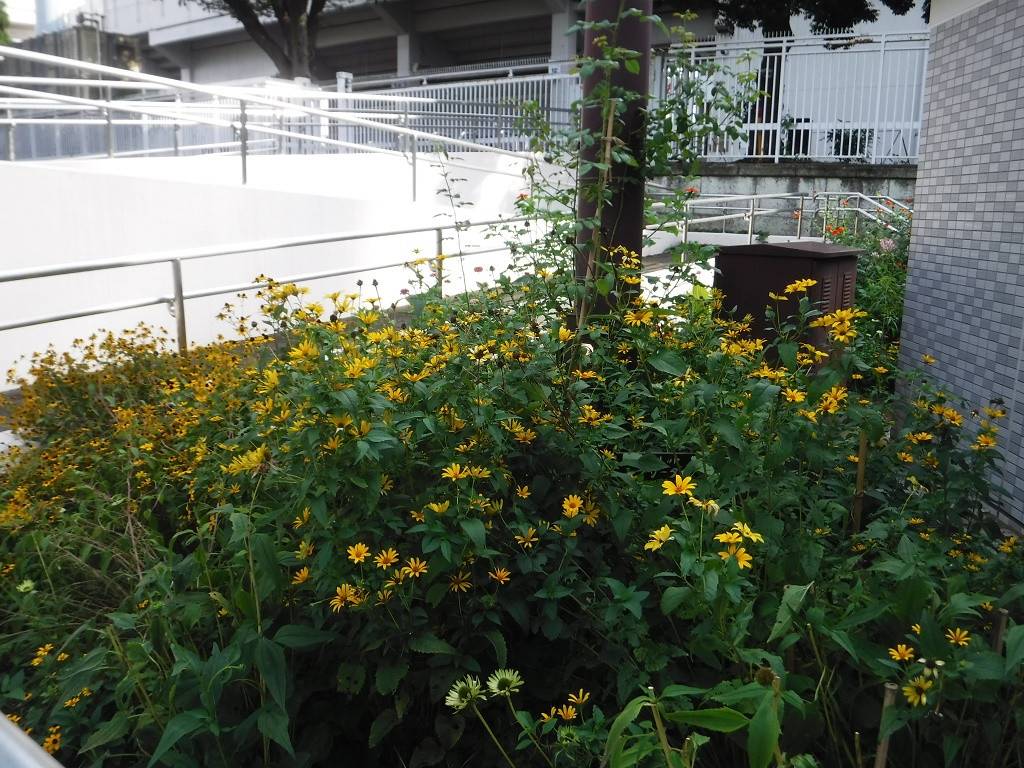ルドベキアタカオ.jpg