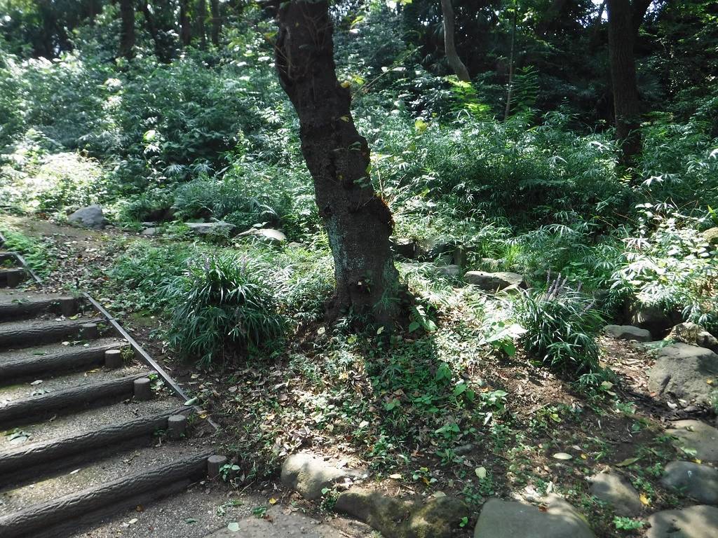 せせらぎ.jpg