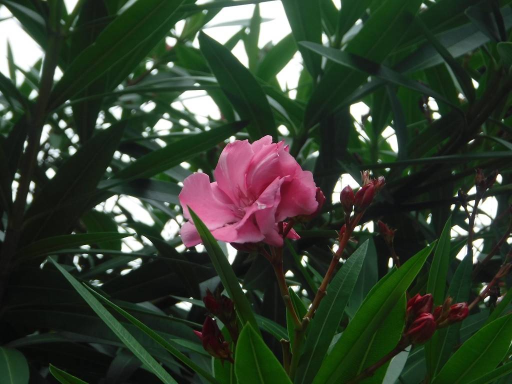 キョウチクトウアップ (2).jpg