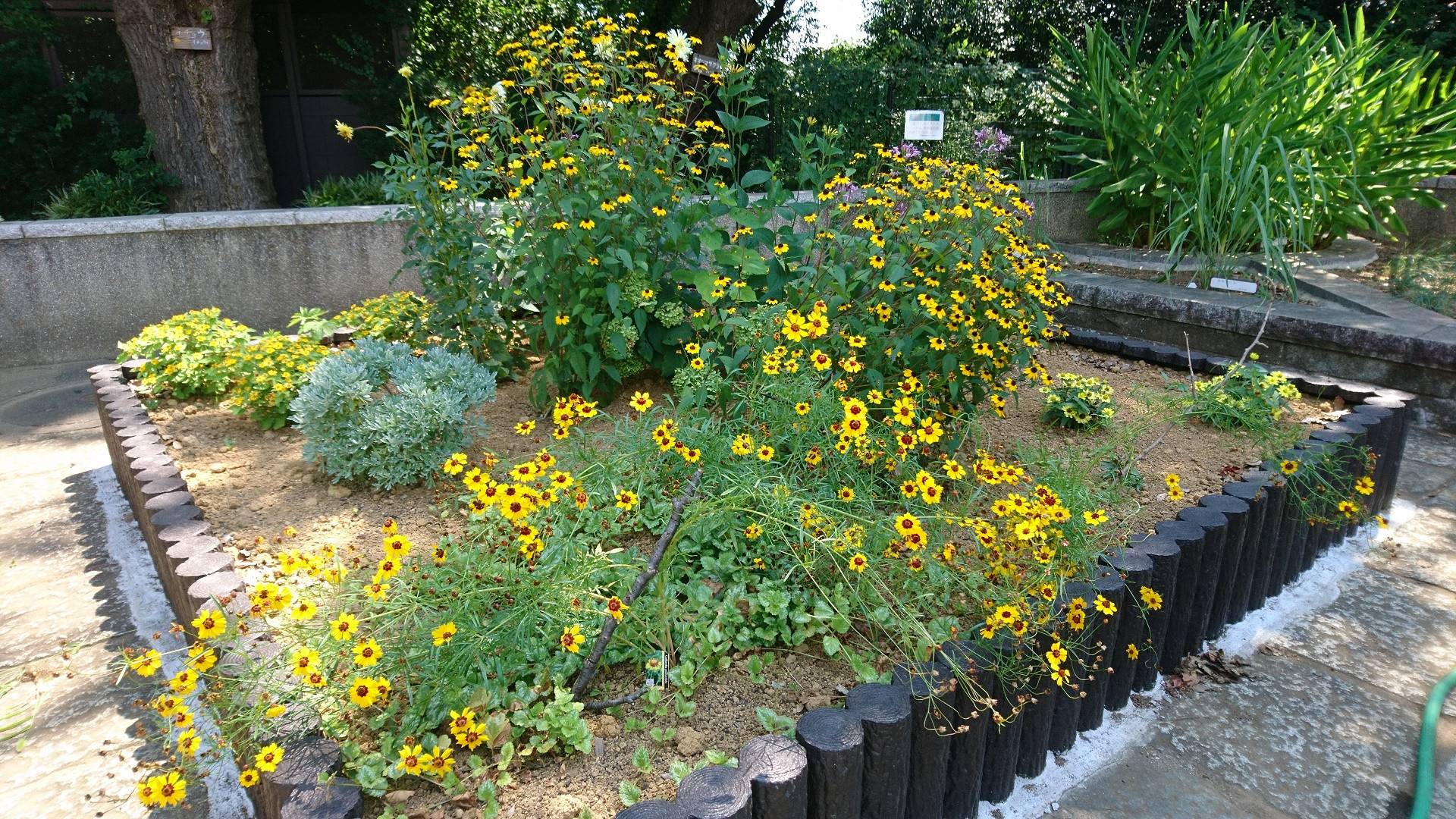 多年草 宿根草花壇 ブログ 三ツ沢公園公式サイト 公益財団法人 横浜市緑の協会