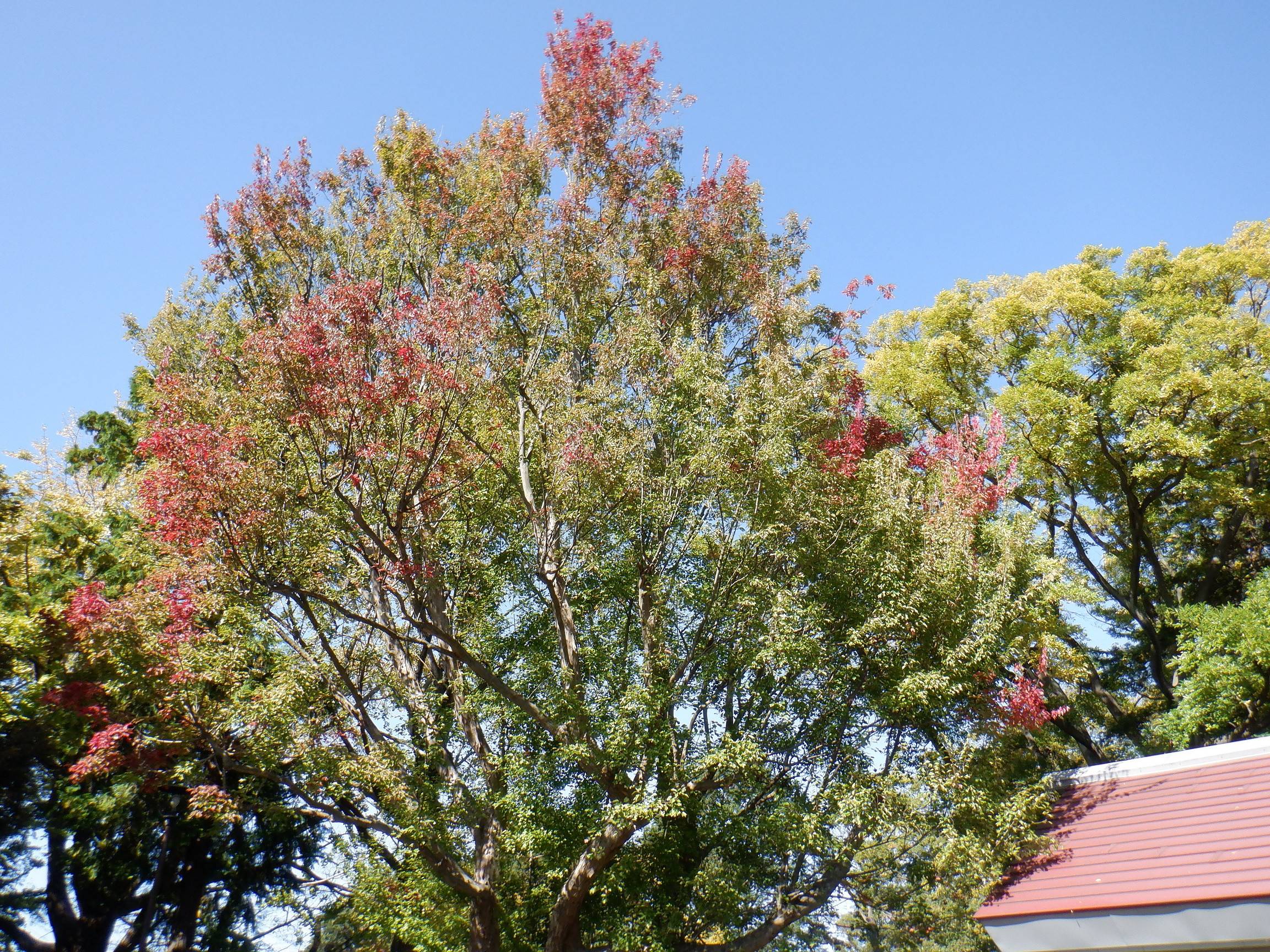 DSCF3544紅葉5.jpg