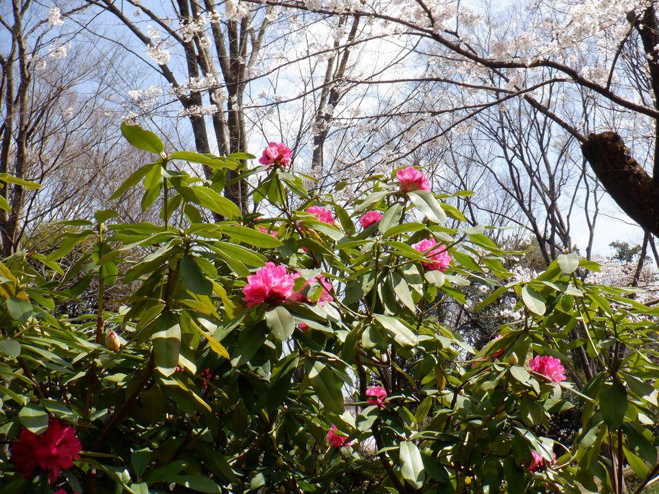 DSCF7037旧市民病院近くのシャクナゲ.jpg