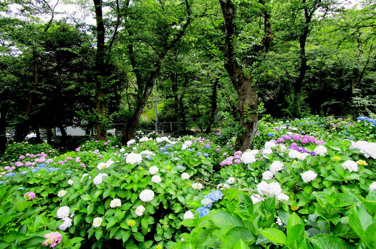 三ツ沢公園_あじさい園.jpg