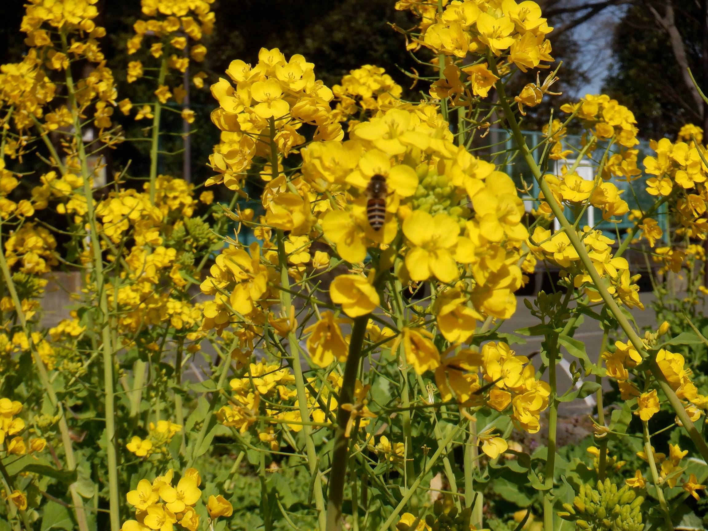 菜の花が満開です ブログ 三ツ沢公園公式サイト 公益財団法人 横浜市緑の協会 菜の花が満開です ブログ 三ツ沢公園公式サイト 公益財団法人 横浜市緑の協会