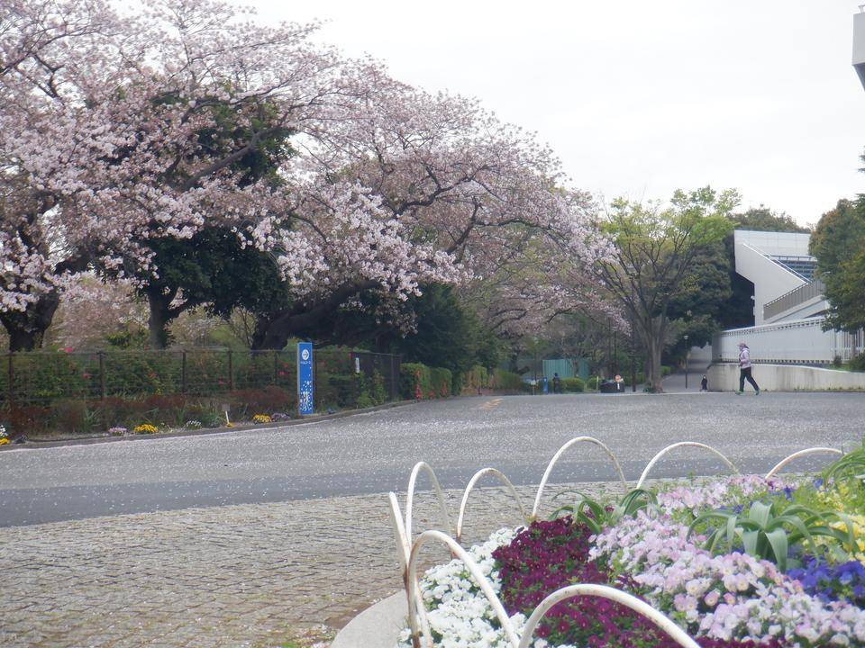 葉桜5主園路花.jpg