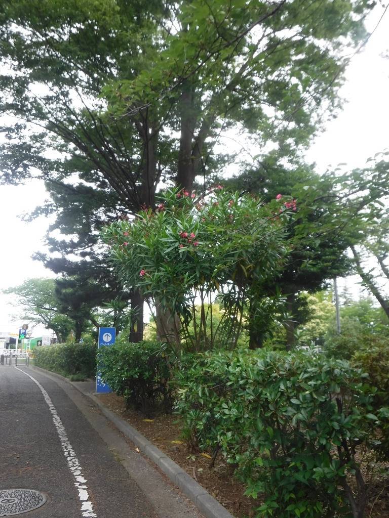 キョウチクトウ園路.jpg