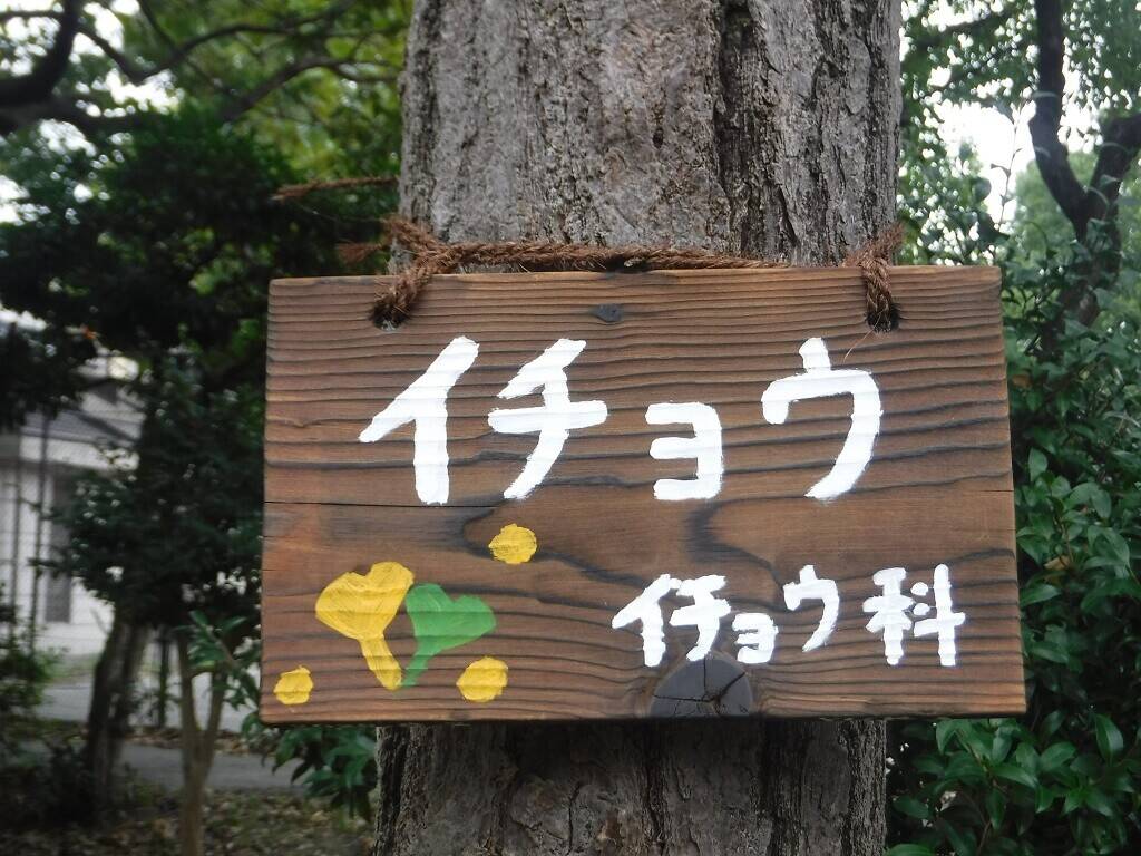 イチョウ.jpg
