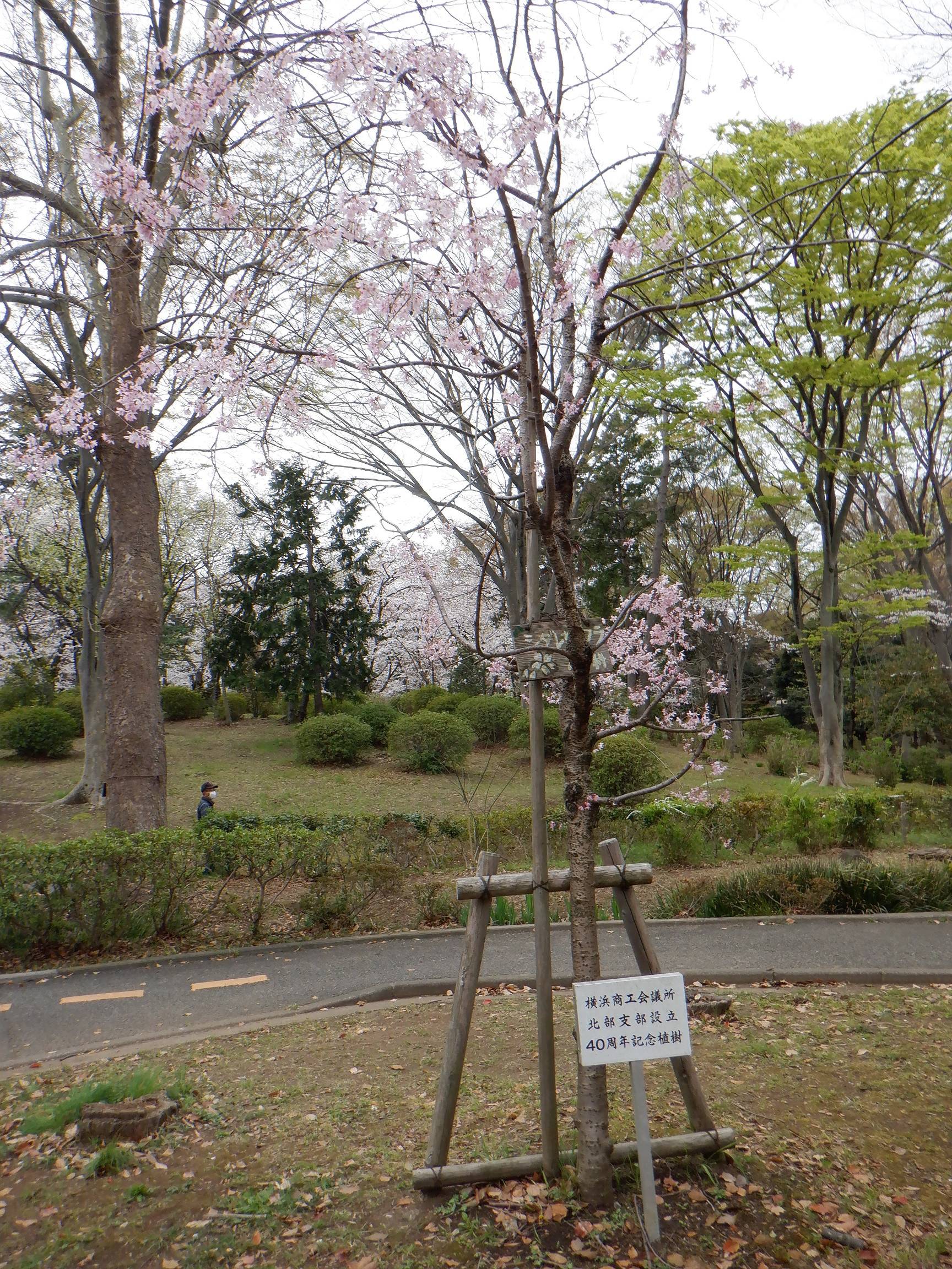 40周年桜4.jpg