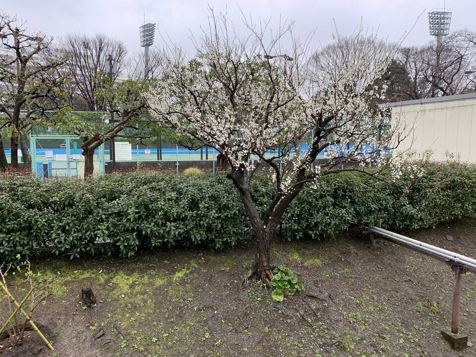 プラムの花が満開です ブログ 三ツ沢公園公式サイト 公益財団法人 横浜市緑の協会 プラムの花が満開です ブログ 三ツ沢公園公式サイト 公益財団法人 横浜市緑の協会