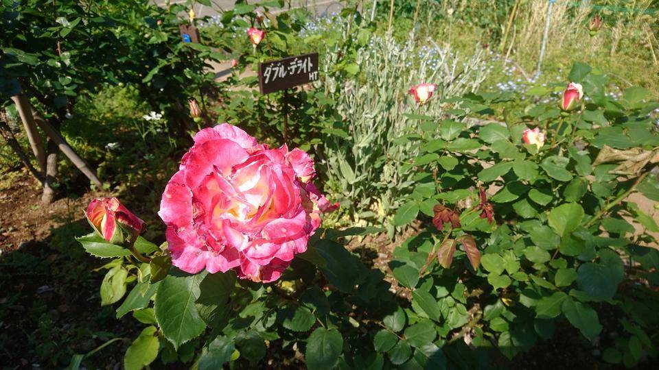 DSC_0351 ダブル.jpg