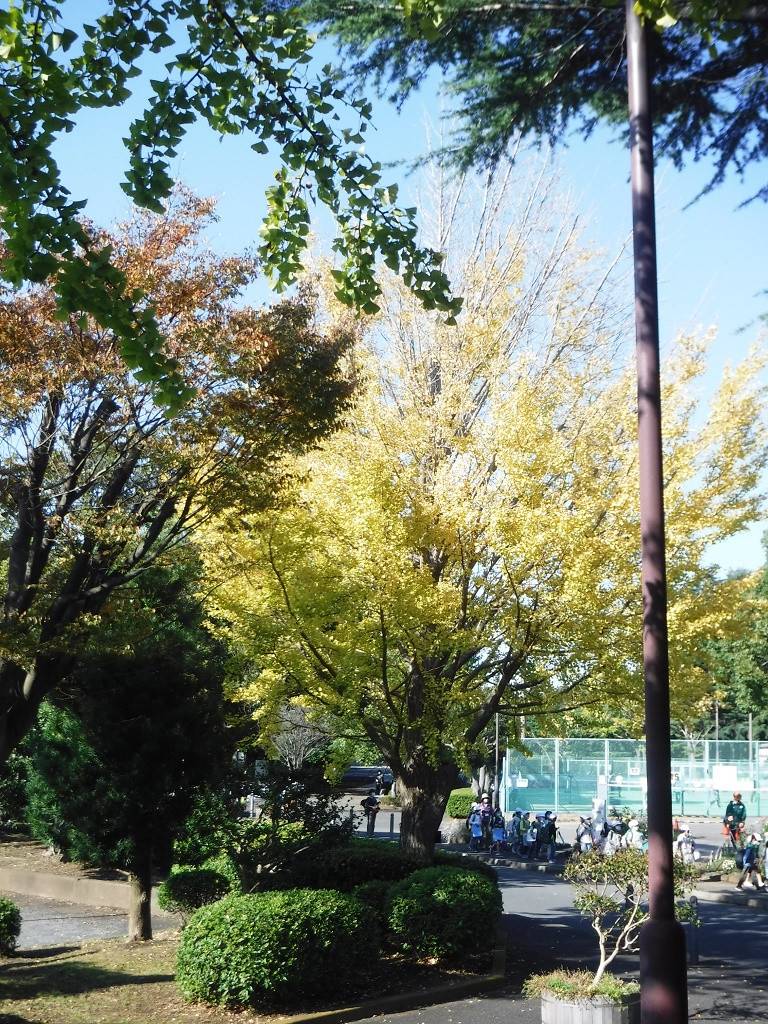 イチョウ３.jpg