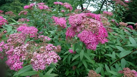 陸上競技場まわり桜山側 アカ2.jpg