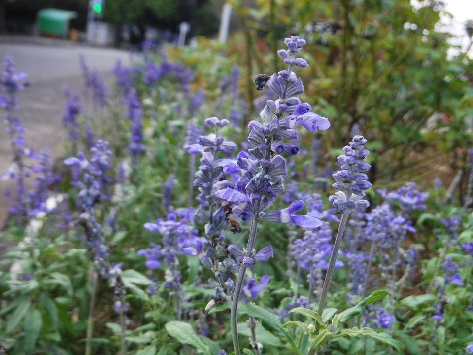 ラベンダーに似た ブルーサルビア ブログ 三ツ沢公園公式サイト 公益財団法人 横浜市緑の協会