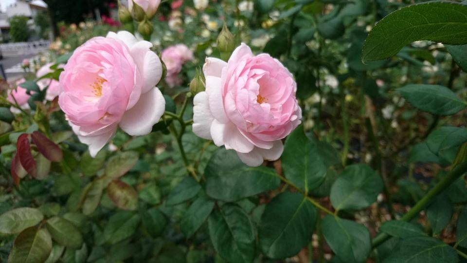 ナチュラルスティックガーデン 薔薇2番花|｜ブログ|三ツ沢公園