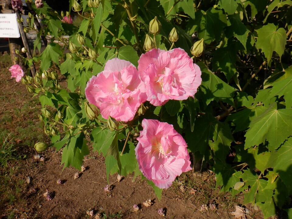 酔芙蓉 スイフヨウ ブログ 三ツ沢公園公式サイト 公益財団法人 横浜市緑の協会 酔芙蓉 スイフヨウ ブログ 三ツ沢公園公式サイト 公益財団法人 横浜市緑の協会