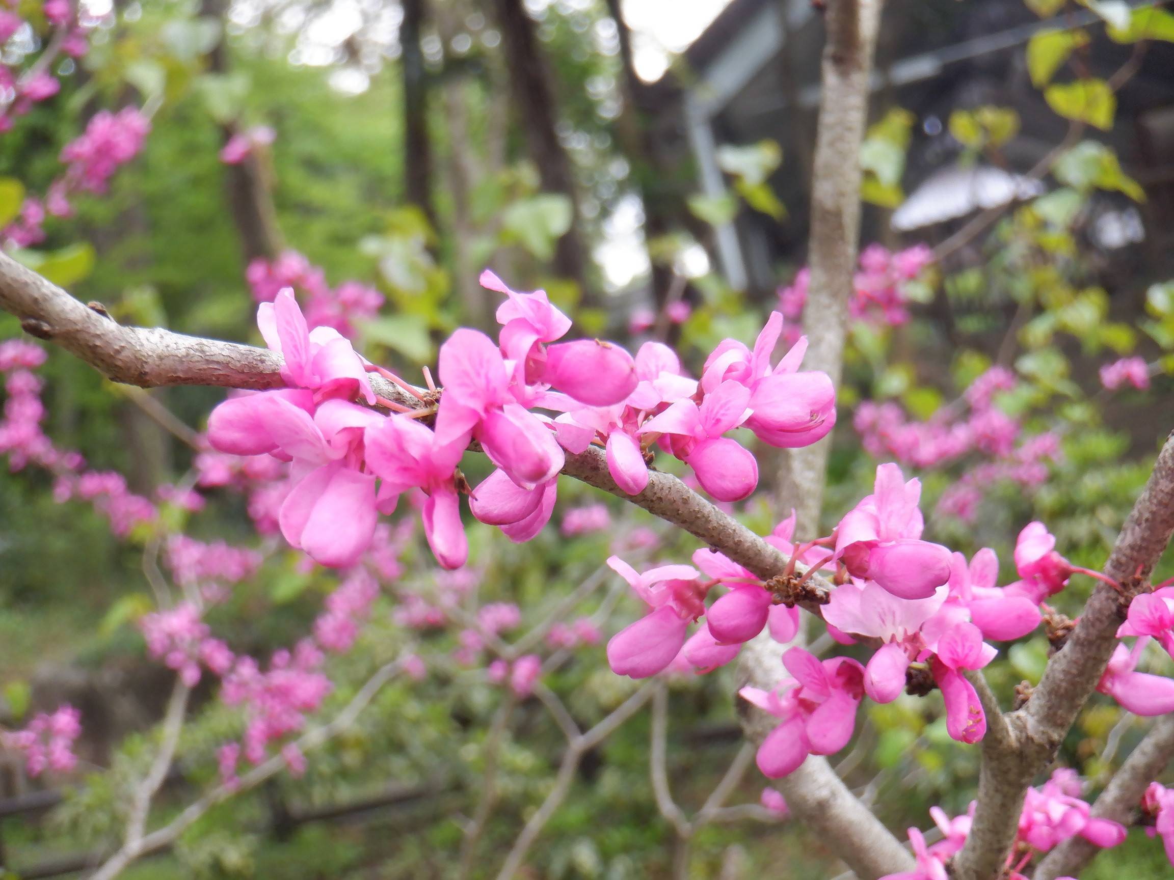 ハナズオウの花が咲きました ブログ 三ツ沢公園公式サイト 公益財団法人 横浜市緑の協会 ハナズオウの花が咲きました ブログ 三ツ沢公園公式サイト 公益財団法人 横浜市緑の協会