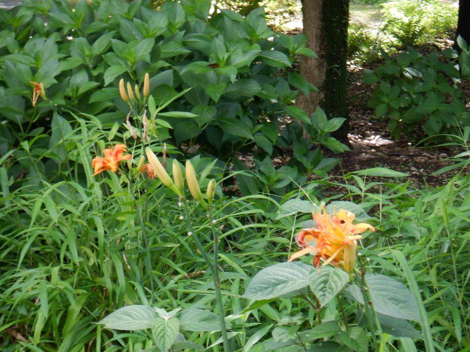 ノカンゾウ - ブログ.jpg