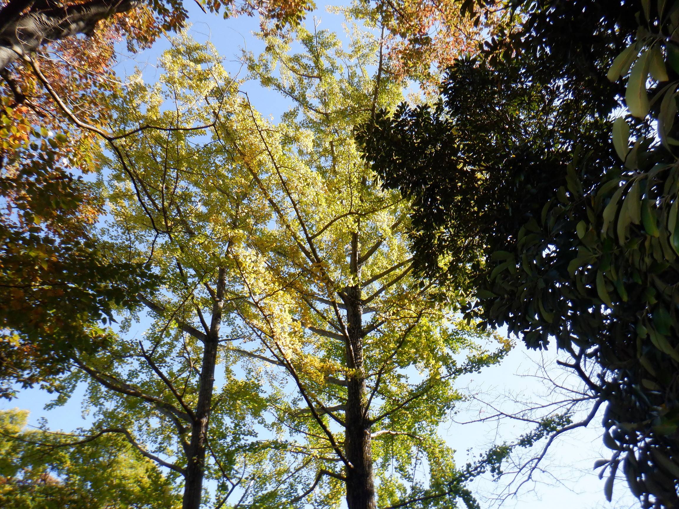 DSCF3543紅葉4.jpg