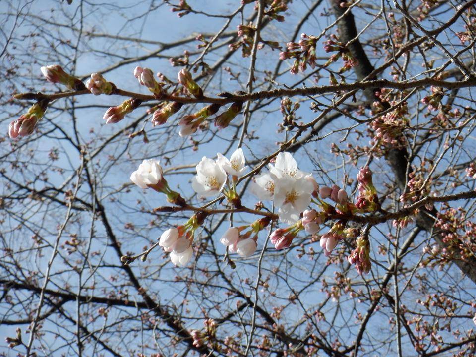 桜開花５.jpg
